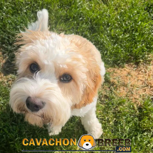 Cavachon Dog