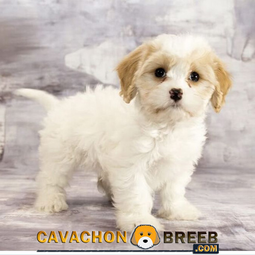 Cavachon breed