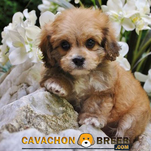Cavachon Puppy