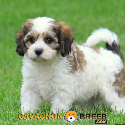 Cavachon breed