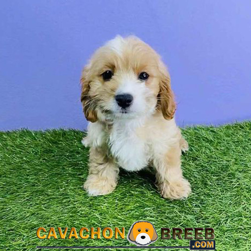 Cavachon Puppy