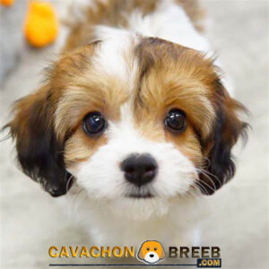 Cute Cavachon Breed