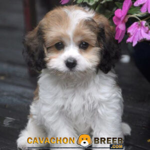 Cute Cavachon Breed
