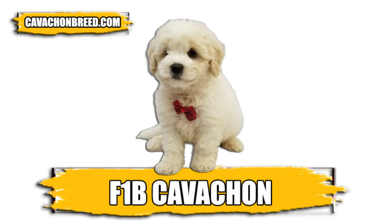 F1B Cavachon – Appearance, Temperament, & More