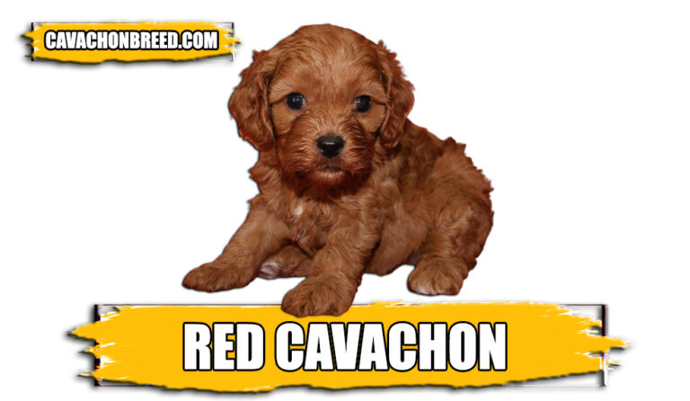 Red Cavachon – Size, Temperament, and More