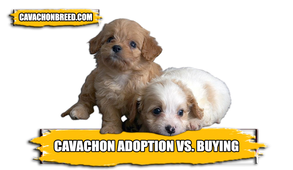 Cavachon Adoption VS Buying