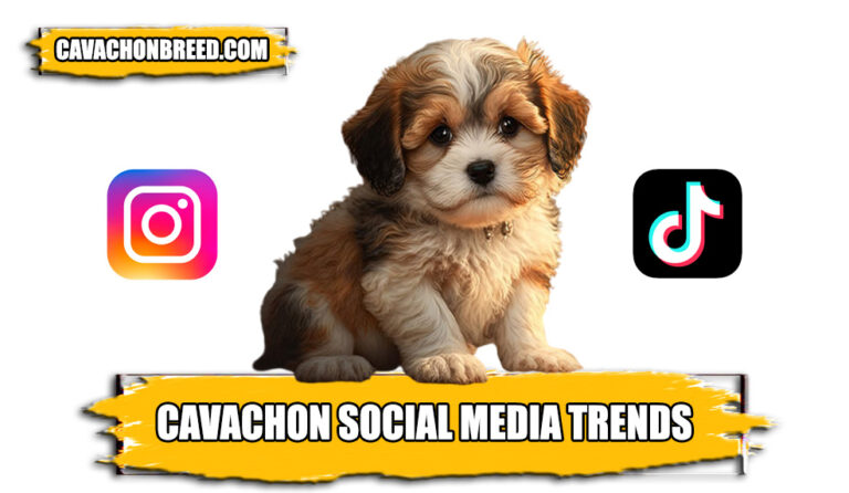 Cavachon Social Media Trends 2024: How Instagram and TikTok Celebrate These Dogs