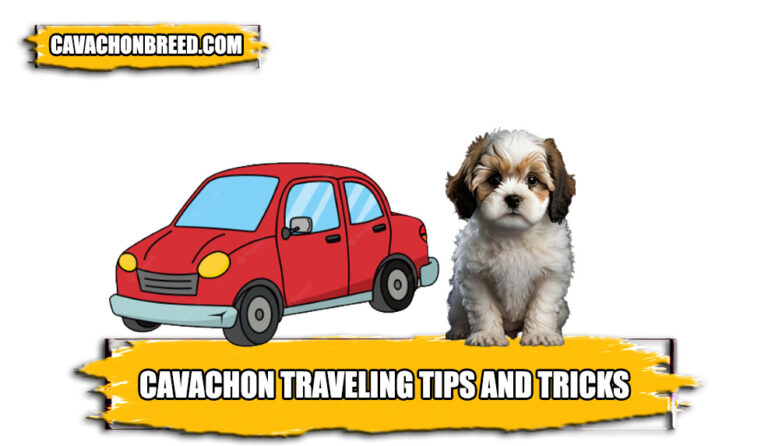 Cavachon Travel Tips: Taking Your Four-Legged Friend on Adventures