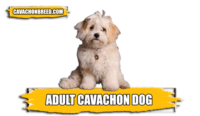 Adult Cavachon Dog: Appearance, Size, Pictures & More