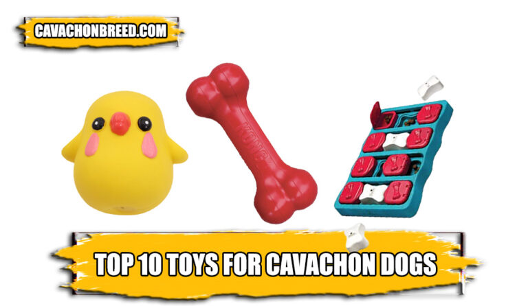 Cavachon Toys – Top 10 Toys for Cavachon Dogs