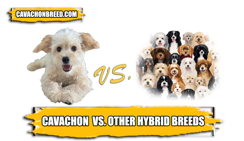 Cavachon vs other hybrid breeds