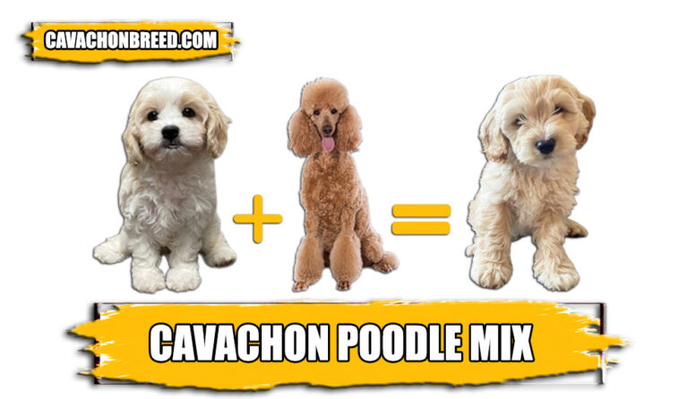 Cavachon Poodle Mix: Cavapoochon