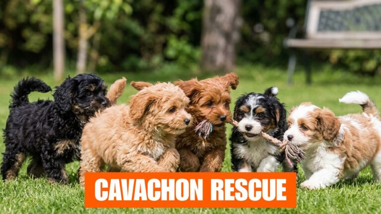 Cavachon Rescue: Find a Cavachon Shelter or Rescue Center