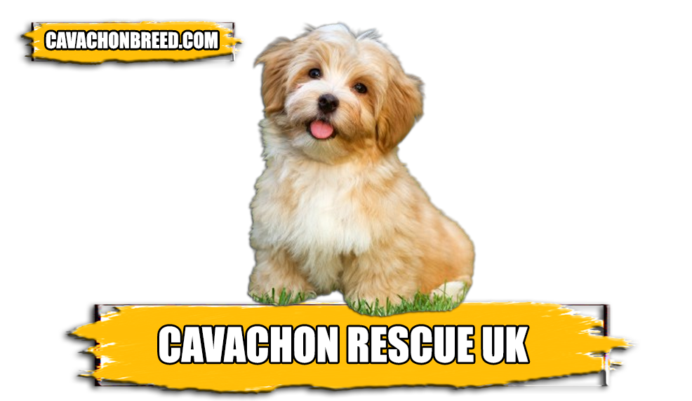 cavachon Rescue UK