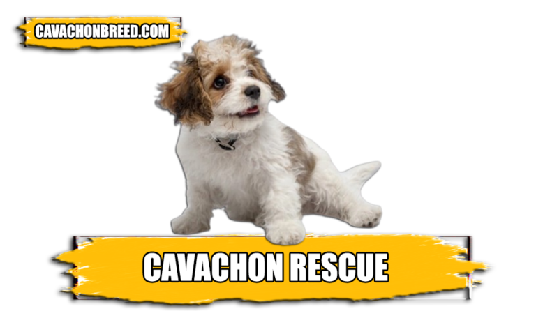 Cavachon Rescue: Find a Cavachon Shelter or Rescue Center