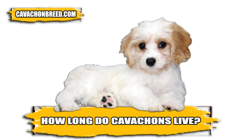 How Long Do Cavachons Live? – Cavachon Life Expectancy