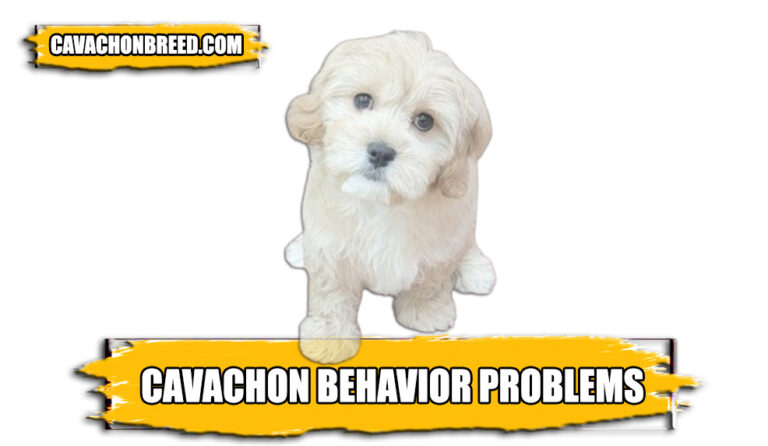 Cavachon Behavior Problems – Cavachon’s Common Behavior Issues