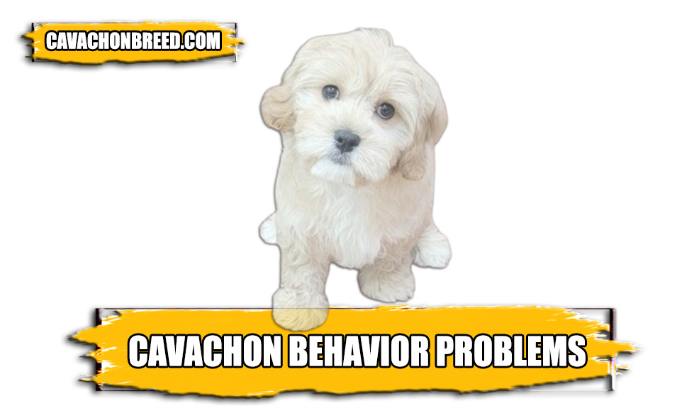 cavachon Behavior problems